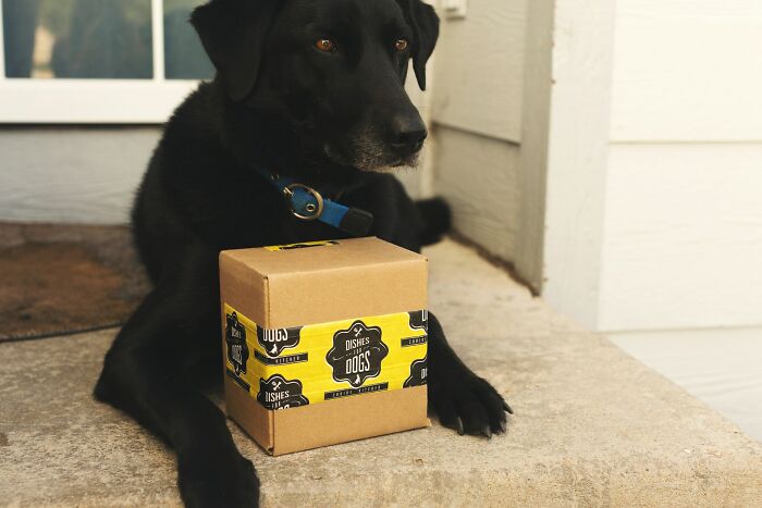 Black dog wearing a collar sitting next to a cardboard box on a porch, illustrating weird things couples started doing.