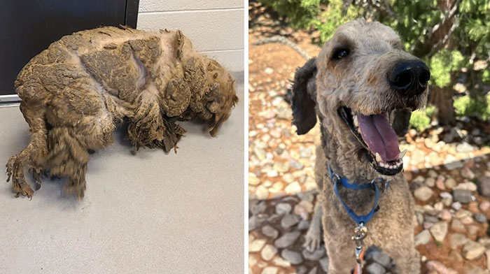 Meet Crawfish, The Rescue Dog Whose Transformation Is Pure Magic