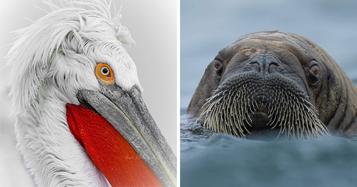 40 Breathtaking Wildlife Photos From Around The World By Hari Prasad Sridhar