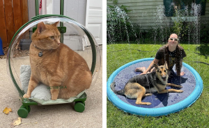 Treat Your Furry Overlord: 20 Summer Essentials They'll Thank You For (Probably With Licks)