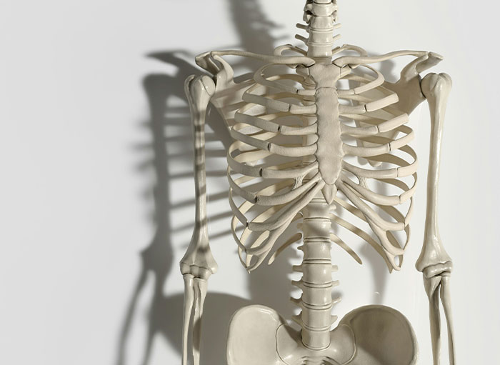 Human skeleton model showing ribs, spine, and pelvis with shadow, illustrating weird facts about the human body.