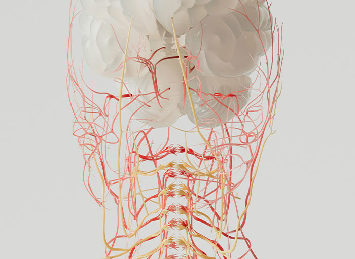 Detailed 3D illustration of the human body’s nervous and circulatory systems highlighting weird facts shared by surgeons.