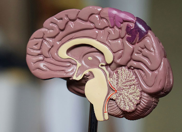 Model of the human brain showing detailed anatomy used by surgeons to study weird facts about the human body.