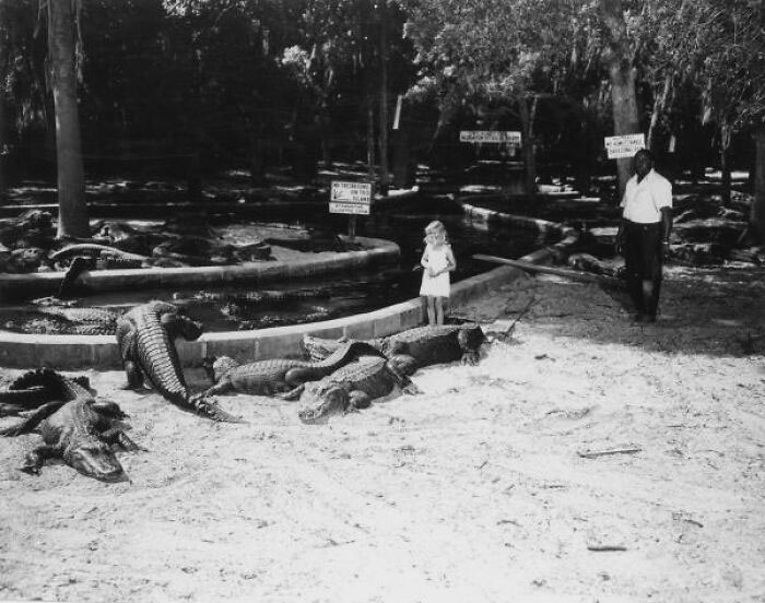 Black and white photo of a young girl standing near alligators with a man watching, a creepy and unsettling image from the past.
