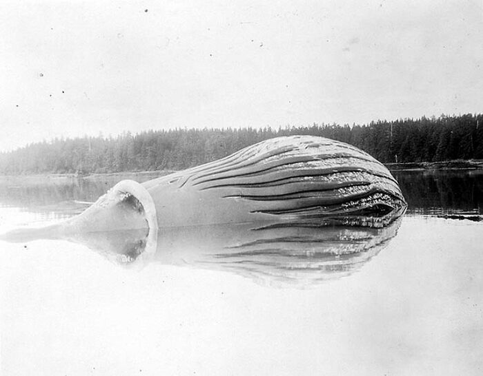 Black and white photo of a strange, eerie sea creature floating on a calm lake in a creepy unsettling scene from the past.