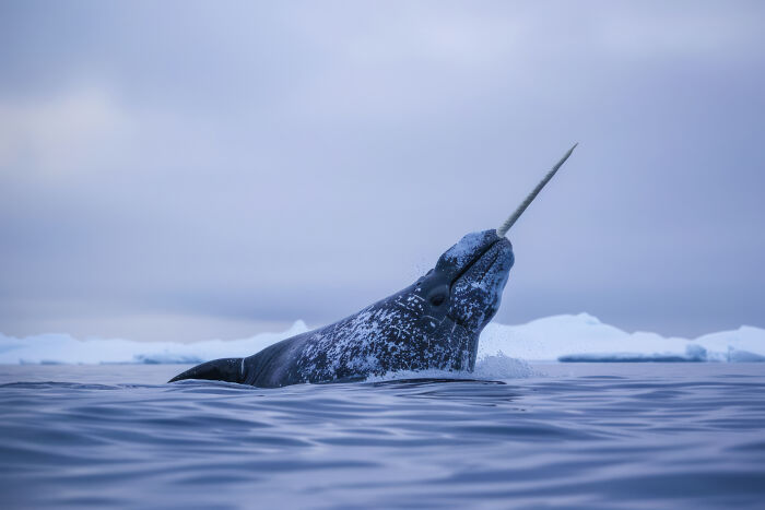 Narwhal surfacing in cold water with visible tusk, illustrating things learned embarrassingly late about unique ocean creatures.