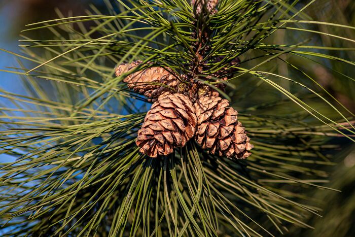 Close-up of pine cones on a tree branch with green needles, symbolizing things learned embarrassingly late in nature.