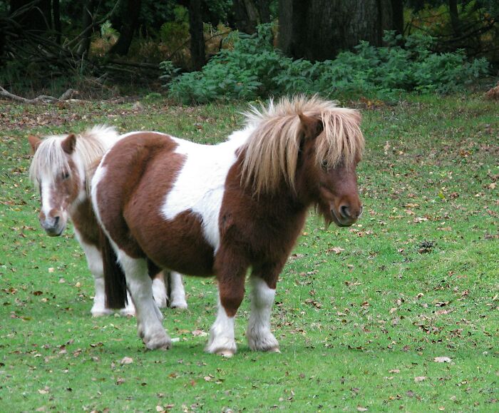 Two small ponies with brown and white coats grazing on grass in a natural outdoor setting, illustrating things learned embarrassingly late.