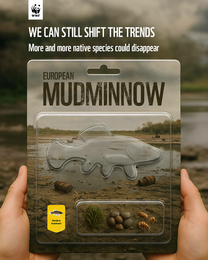 WWF ad showing a European mudminnow shaped packaging highlighting endangered native species and environmental threats.
