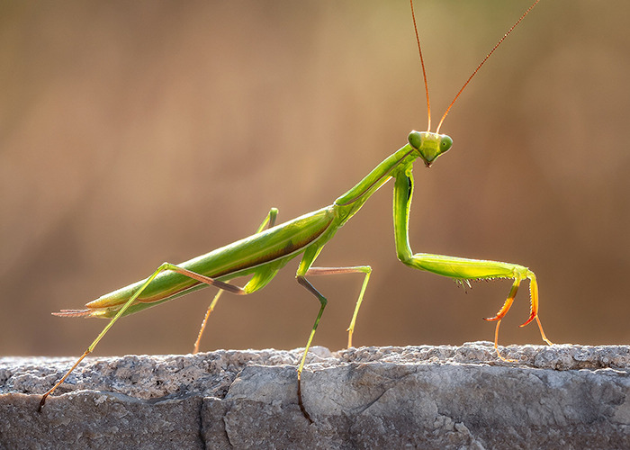 Close-up of a green praying mantis showcasing unbelievable experiences nature can prove to skeptics.