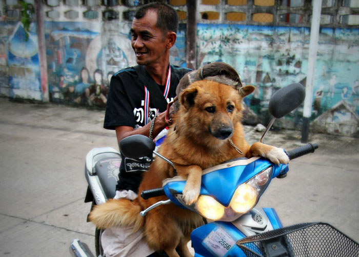 Man and dog on a scooter illustrating unbelievable experiences people share to prove their stories to others.