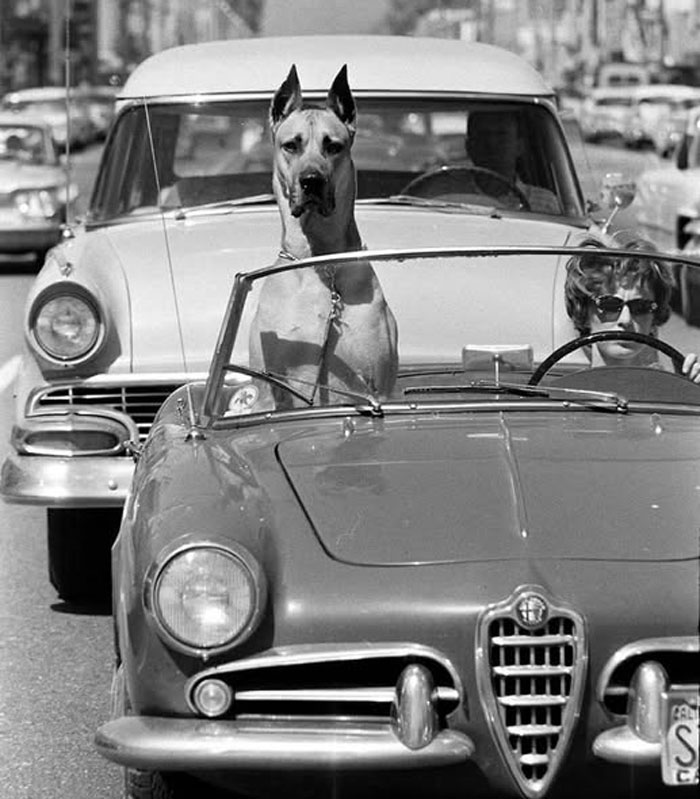 Rare historical black and white photo of a large dog sitting in the passenger seat of a vintage convertible car.