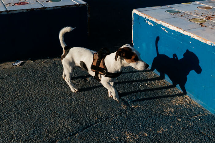 Small dog wearing harness walking on street pavement casting shadow against blue wall in a colorful candid street photo.