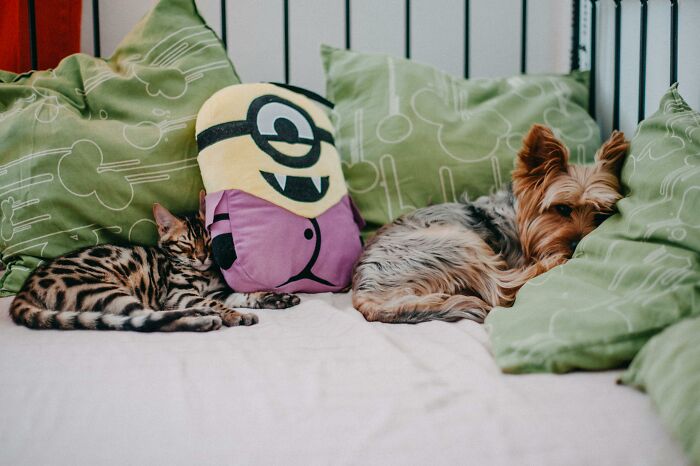 Cat and dog resting on a couch with green pillows and a Minion plush toy in a cozy home setting poll