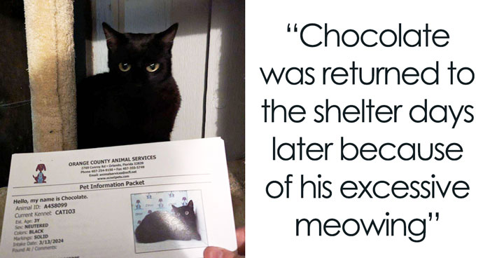Vocal Cat Gets Adopted 24 Hours After It’s Brought Back To Shelter For Being Talkative