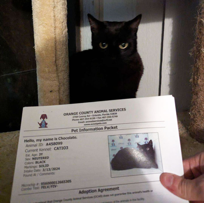 Black vocal cat sitting behind an adoption packet at Orange County Animal Services, ready for a quick adoption. Black vocal cat sitting behind an adoption packet at Orange County Animal Services, ready for a quick adoption.