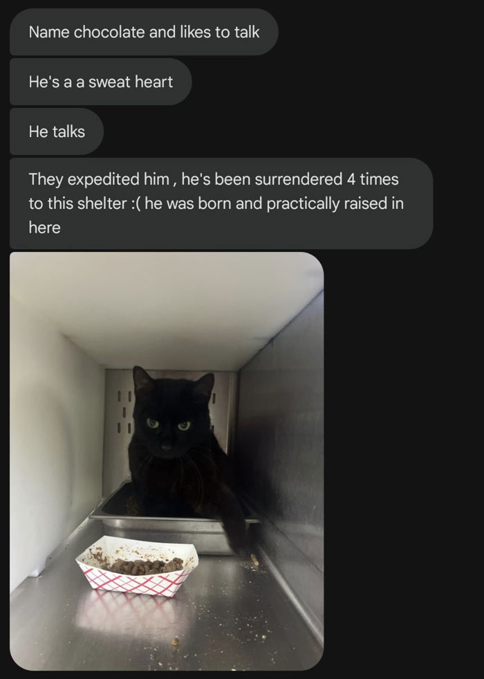 Black vocal cat in a shelter cage with a food tray, known for talking and quickly adopted by caretakers. Black vocal cat in a shelter cage with a food tray, known for talking and quickly adopted by caretakers.