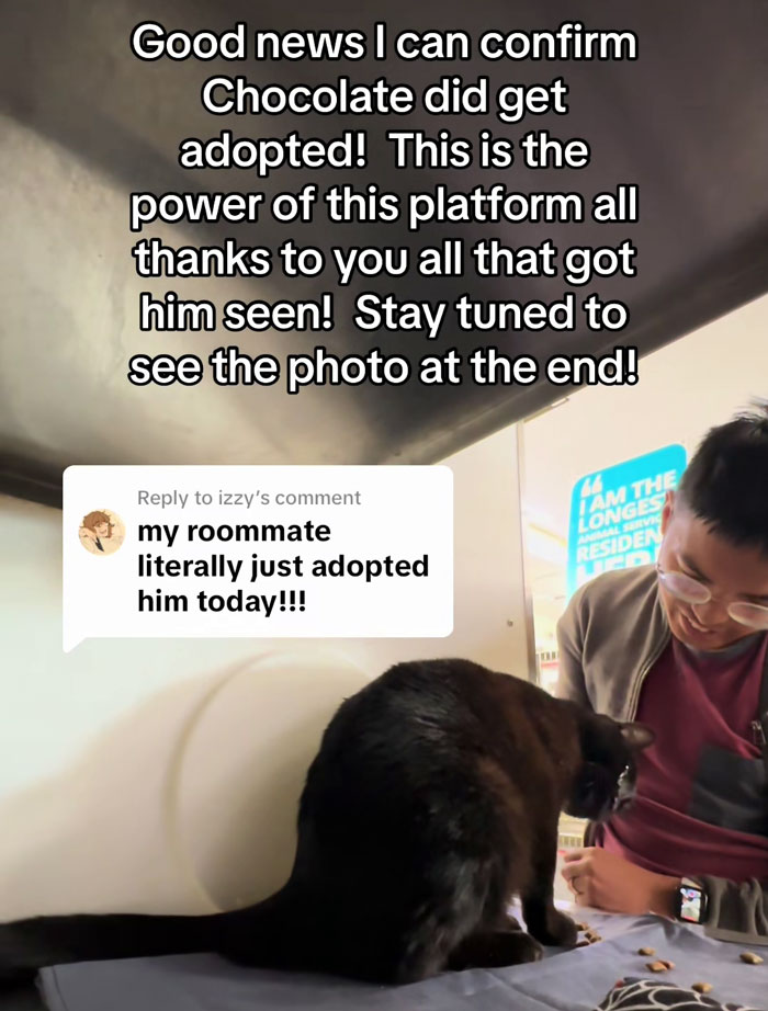 Person smiling at a vocal cat that quickly got adopted, celebrating the successful pet adoption. Person smiling at a vocal cat that quickly got adopted, celebrating the successful pet adoption.