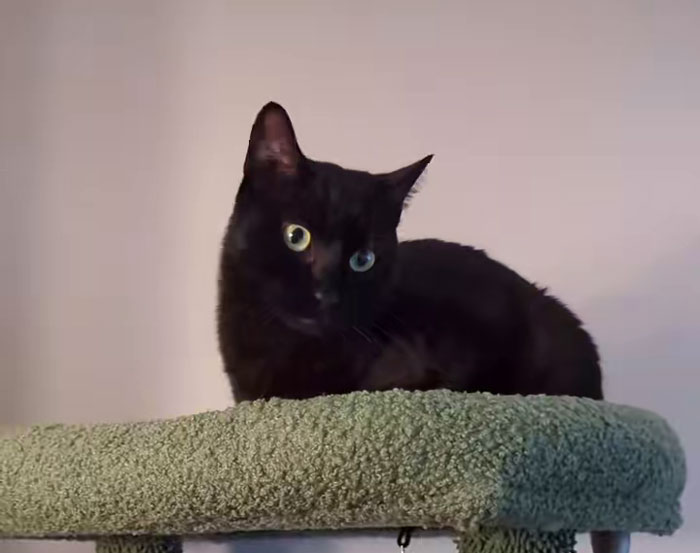 Black vocal cat with bright eyes resting on a green cat tree, showing alert and curious expression indoors. Black vocal cat with bright eyes resting on a green cat tree, showing alert and curious expression indoors.