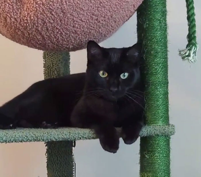 Black vocal cat resting on a green cat tree, showing distinctive eyes, quickly adopted in a cozy indoor setting. Black vocal cat resting on a green cat tree, showing distinctive eyes, quickly adopted in a cozy indoor setting.