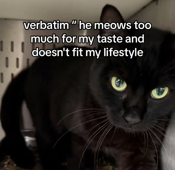 Black vocal cat with bright green eyes inside a cage, looking curious and soon to be quickly adopted. Black vocal cat with bright green eyes inside a cage, looking curious and soon to be quickly adopted.