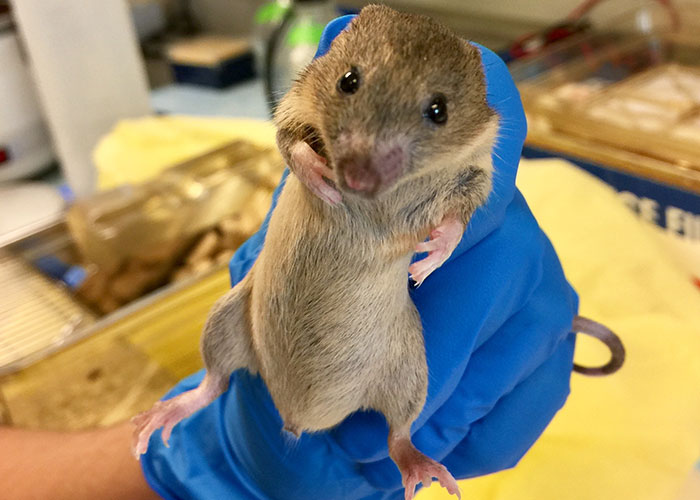 Small rodent held with a blue glove, an example of weird and random things caught on security tape footage.