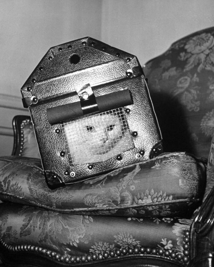 Vintage black and white photo of a cat in a metal cage, illustrating weird things about history on Instagram.