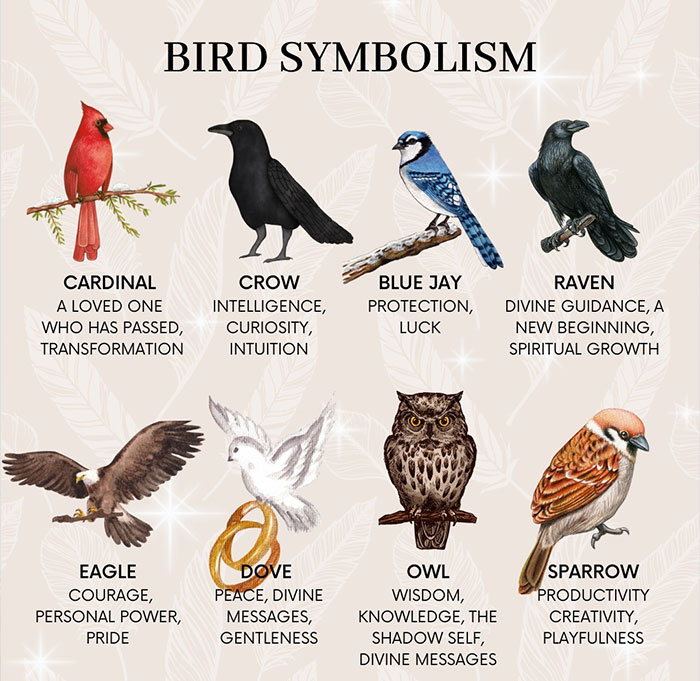 Illustration of bird symbolism meanings related to health risks and omens of bird poop on you.