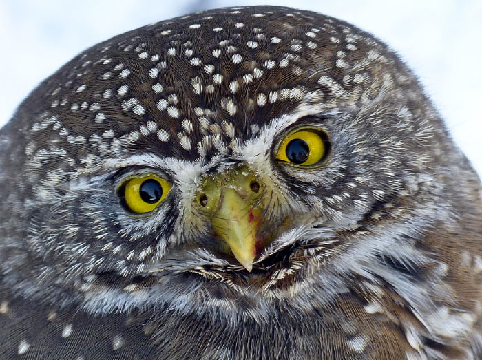 Close-up of an owl&rsquo;s face highlighting detailed feathers and bright yellow eyes in a natural outdoor setting.
