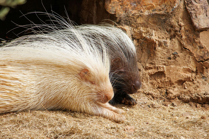 Two porcupines resting side by side near a rocky surface, highlighting a funny embarrassment of pandas theme.