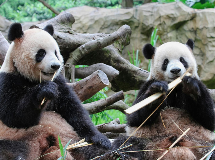 Two pandas sitting and chewing bamboo in a natural setting illustrating the embarrassment collective noun for pandas