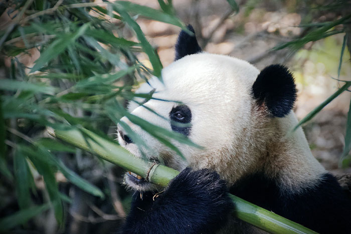 Giant panda eating bamboo in a natural habitat, highlighting the embarrassment of pandas as a unique collective noun.