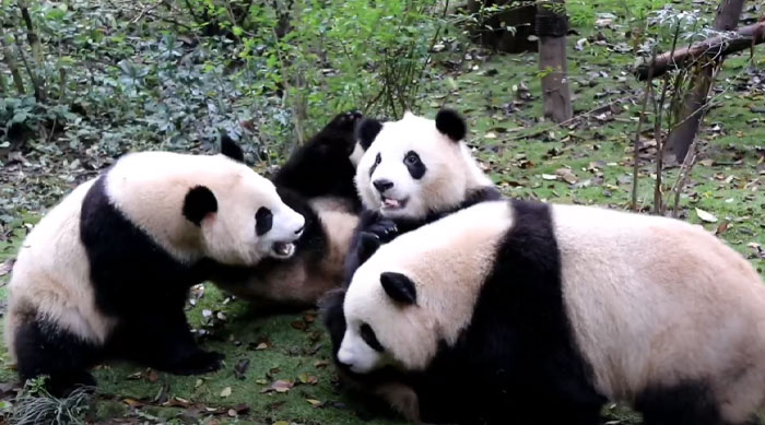 Four playful pandas interacting in a lush green forest showcasing the embarrassment of pandas as a collective noun.