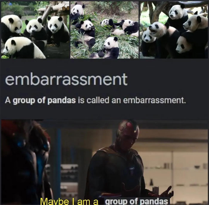 Collage of pandas in nature with text explaining embarrassment as the collective noun for a group of pandas.