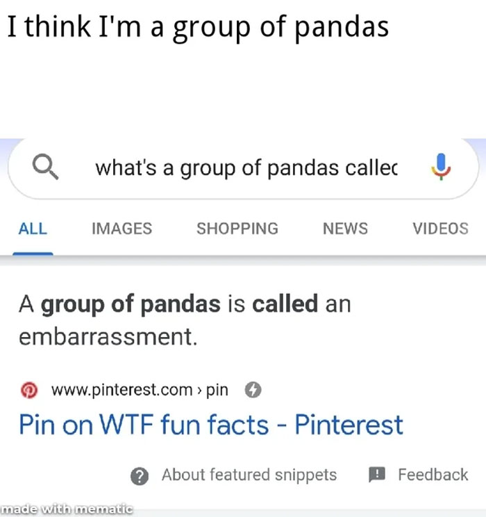 Screenshot showing a Google search revealing the collective noun embarrassment for a group of pandas.