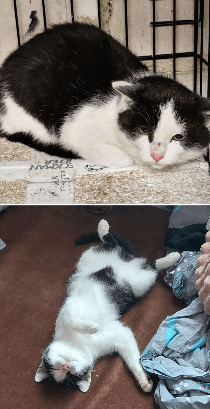 Gato blanco y negro mostrando una de las transformaciones increíbles de animales en diferentes posturas y ambientes.