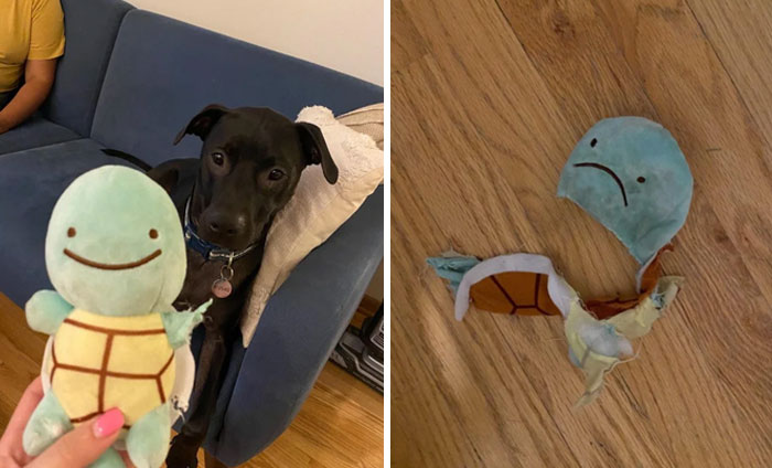 Before and after photos showing a dog with a plush turtle toy intact and the same toy torn apart on a wooden floor.