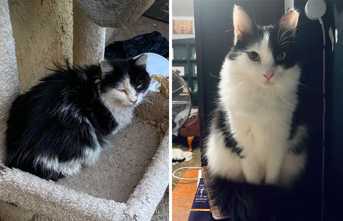 Gato antes y después de transformación, mostrando cambios increíbles en pelaje y apariencia general.