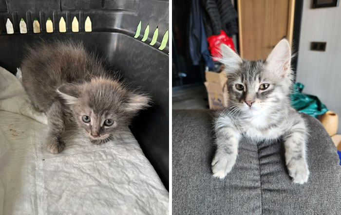 Transformación increíble de un gatito pequeño y asustado a un gato confiado y saludable en un hogar acogedor.