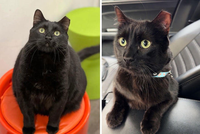 Gato negro con ojos verdes en dos transformaciones increíbles, mostrando cambio notable en tamaño y postura.