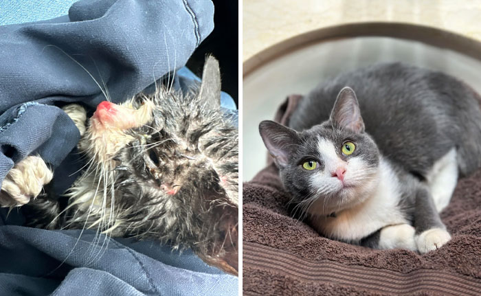 Transformaciones increíbles de un gato rescatado antes y después de recibir cuidados, mostrando un cambio notable en su salud y apariencia.
