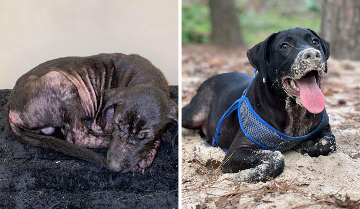 Perro antes y después de transformación increíble, mostrando mejora en salud y apariencia tras cuidados.