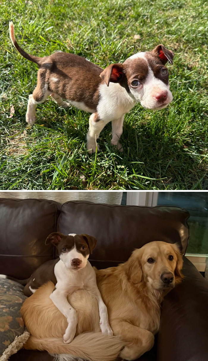 Cachorro pequeño en césped y transformación con otro perro grande en sofá, mostrando increíbles transformaciones de animales.