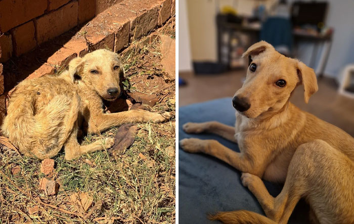 Perro con transformación increíble, antes desnutrido y después saludable en un ambiente interior acogedor.