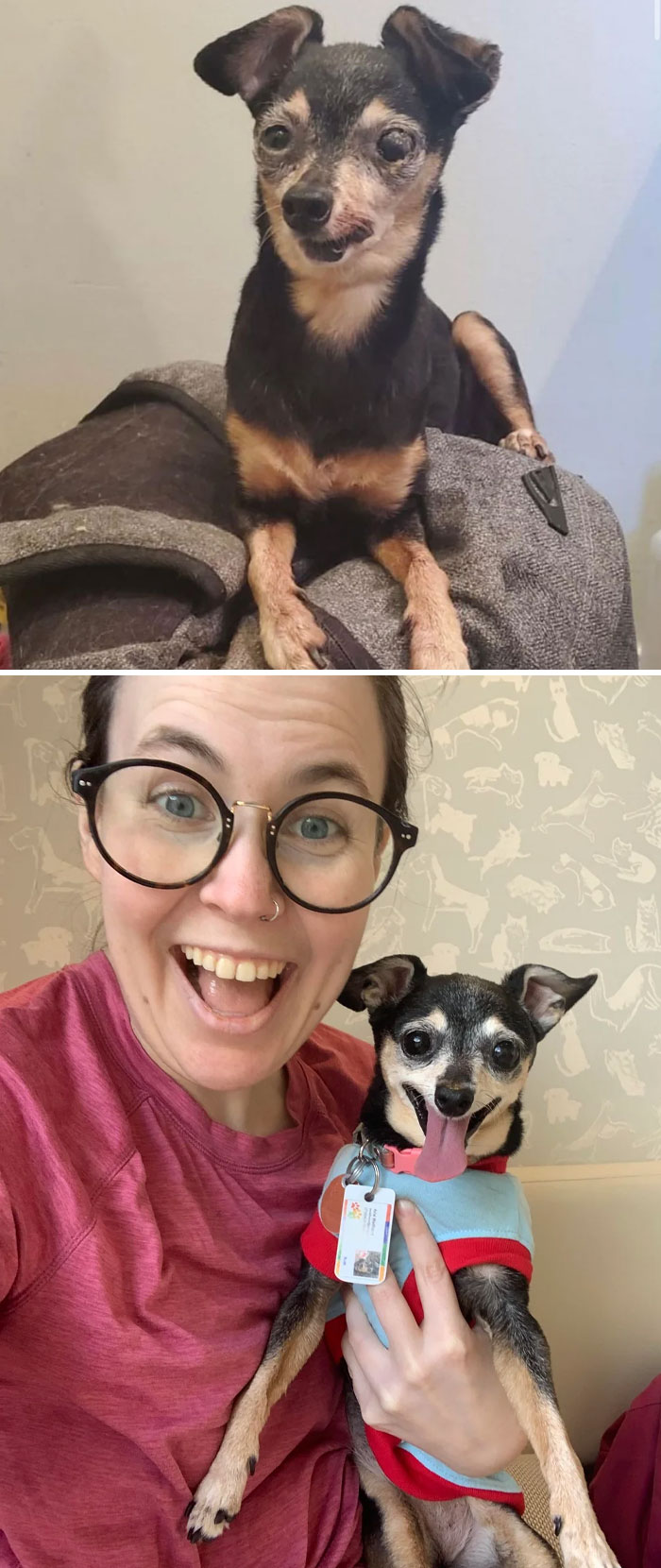 Perro en transformación increíble mostrando antes y después de recuperar salud y energía junto a su dueña feliz.