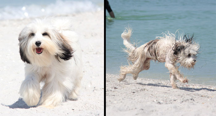 Before and after photos of a fluffy white dog playing at the beach, showcasing heartwarming transformation moments.