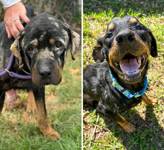 Perro antes y después de transformaciones increíbles mostrando recuperación y alegría al aire libre.