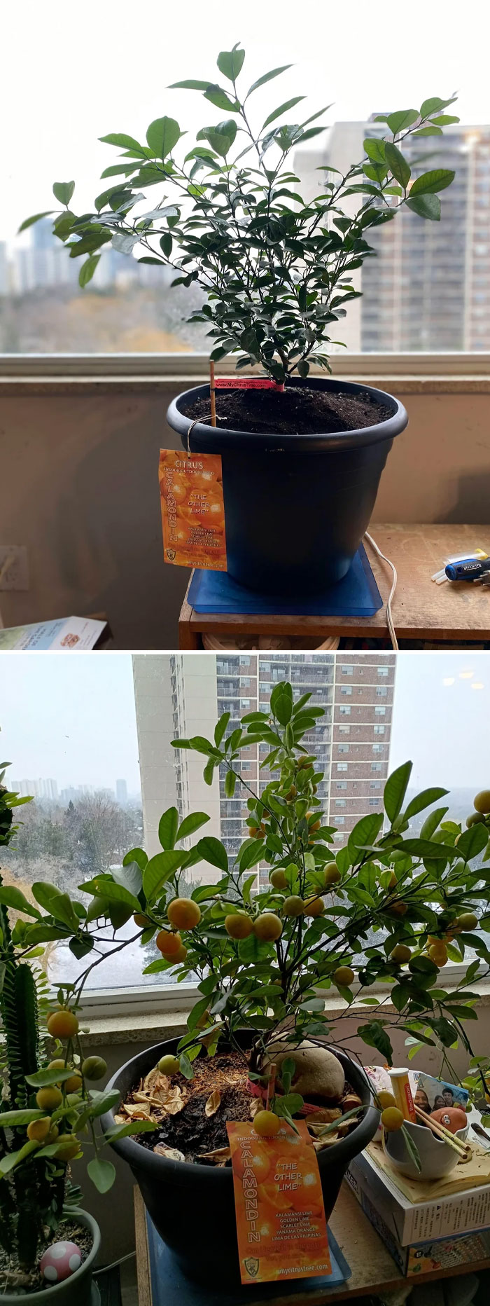 Before and after photos of a potted calamondin lime tree showing growth and fruit development indoors by a window.