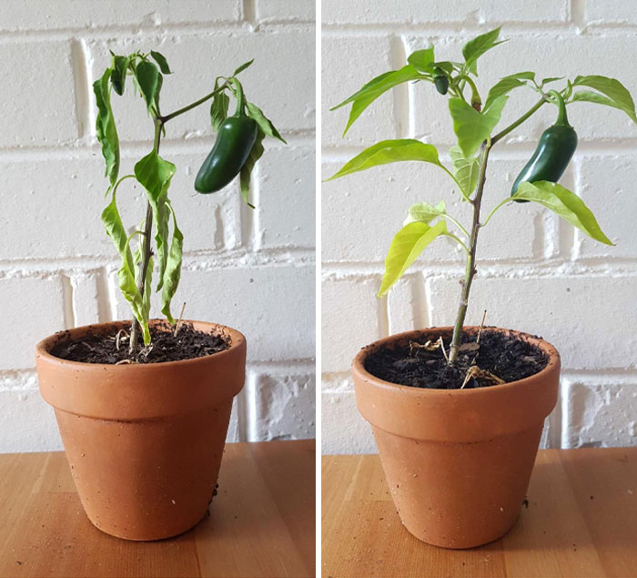 Before and after photos of a recovering potted pepper plant showing healthier leaves and fruit growth.