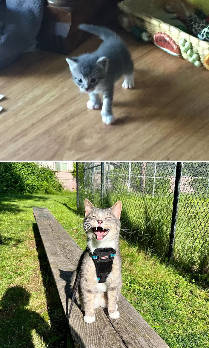 Gato gris durante sus transformaciones increíbles desde cachorro en interiores hasta adulto feliz al aire libre con arnés.